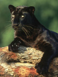 Black Panther, Colour Morph, Asia Photographic Print by Brian Kenney