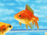 Two Goldfish Swimming in Bowl Fotografie-Druck