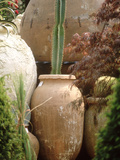 Tall Cactus in Terracotta Urn, Chelsea Flower Show 1997 Photographic Print by Georgia Glynn-smith