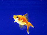 Side View of Goldfish, Blue Background Fotografie-Druck