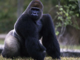 Lowland Gorilla Photographic Print by Mark Newman