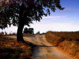 Tree on Dirt Road, Monteriggioni, Italy Photographic Print by Eric Kamp