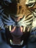Bengal Tiger, Panthera Tigris Endangered, Snarling, India Photographic Print by Brian Kenney