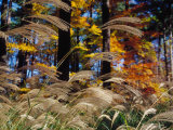 Wind Blow, Autumn Tall Grass Photographic Print by Bruce Clarke
