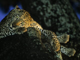 Leopard at Rest in Tree, Malamala Game Reserve, South Africa Photographic Print by Roger De La Harpe