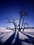 Tree in Ice, Lake Pueblo, CO Photographic Print by Jim Wark