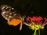 Tiger Longwing Butterfly at Rest on Flower, Kwazulu-Natal, South Africa Photographic Print by Roger De La Harpe