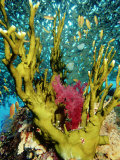 Fire Coral, and Table Coral, Acropora Valenciennesi Photographic Print by Mark Webster