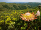 King Protea, Zuurberg Section of the Addo Elephant National Park, Eastern Cape, South Africa Photographic Print by Roger De La Harpe