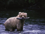 Brown Bear, Katmai National Park Photographic Print by Mark Newman