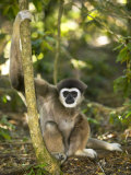 White-Handed Gibbon, Gripping Tree, Monkeyland Primate Sanctuary, Garden Route, South Africa Photographic Print by Roger De La Harpe