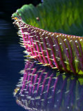 Gaint Amazon Water Lily Leaf, Sir Seewoosagur Ramgoolam Botanical Gardens, Mauritius Photographic Print by Roger De La Harpe
