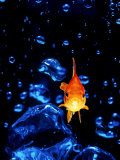Front View of Goldfish Swimming in Bowl Fotografie-Druck