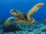 Green Sea Turtle, Sipidan, Malaysia Photographic Print by David B. Fleetham