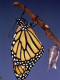 Monarch Butterfly and Chrysalis, Photographic Print