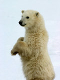 Polar Bear, Ursus Maritimus, Churchill, Manitoba Photographic Print by Yvette Cardozo