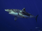 Great White Shark, Guadalupe Island, Mexico Photographic Print by David B. Fleetham