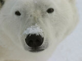 Polar Bear, Ursus Maritimus, Churchill, Manitoba Photographic Print by Yvette Cardozo