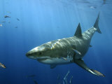 Great White Shark, Guadalupe Island, Mexico Photographic Print by David B. Fleetham