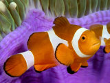 Clown Anemonefish, Mabul Island, Malaysia Photographic Print by David B. Fleetham