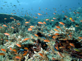 Anthias, Komodo, Indonesia Photographic Print by Mark Webster