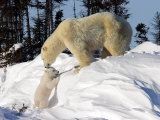 Two Month Old Cub and Mother Polar Bear Photographic Print by Yvette Cardozo