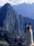 Llama, Machu Picchu, Peru Fotografie-Druck von Ed Hernandez