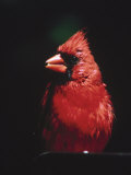 Cardinal, Photographic Print