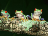 Red-Eyed Tree Frogs, Agalychnis Callidryas Central America Photographic Print by Brian Kenney