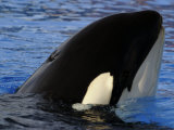 Killer Whales, California, USA Photographic Print by David B. Fleetham