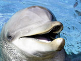 Bottlenose Dolphin, Teeth and Eye, USA Photographic Print by David B. Fleetham