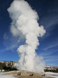 Female Elk by Old Faithful Geyser, Yellowstone National Park Photographic Print by Yvette Cardozo