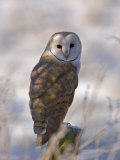 Barn Owl, Full-Frame Portrait of Barn Owl Perched on Fence Post, Lancashire, UK Photographic Print by Elliott Neep