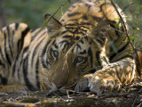 Bengal Tiger, Close-up Profile of Large Male Tiger Laying on Ground, Madhya Pradesh, India Photographic Print by Elliott Neep