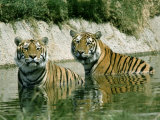 Two Tigers in the Water Photographic Print by Mick Roessler