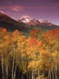 Autumn Aspen Colors, Mt. Wilson, San Juan Nf, CO Photographic Print by Stuart Westmoreland