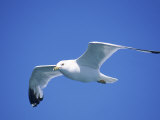 Seagull in Sky Photographic Print by Jim Schwabel