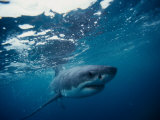 Great White Shark, South Africa Photographic Print by Stuart Westmoreland