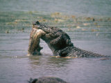 Swamp Crocodile Eating Python, Sri Lanka Photographic Print by Mary Plage