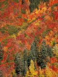 Fall Foliage Photographic Print by Yvette Cardozo
