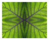 Abstract Leaf Print Photographic Print by James Davidson