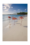Caribbean Beach With Pink Flamingos, Aruba Photographic Print by George Oze