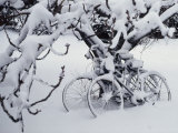 Snow Covers Two Bicycles Chained to a Tree Photographic Print by Stephen St. John