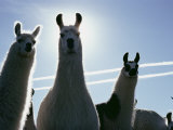 Close-up of Three Llamas Fotografie-Druck von David Boyer