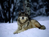 Gray Wolf Resting on New-Fallen Snow Photographic Print by Joel Sartore