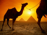 Dromedary Camels with the Pyramids of Giza in the Background Photographic Print by Richard Nowitz