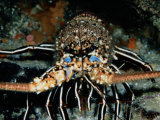 Closeup of Bluespot Rock Lobster Art Print