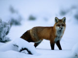 Red Fox (Vulpes Vulpes) Photographic Print by Joel Sartore