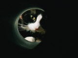 Close View of a Cat Looking Through a Tunnel Photographic Print by Brian Gordon Green