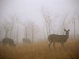 A Group of White-Tailed Deer Does Eating in Morning Fog, Photographic Print